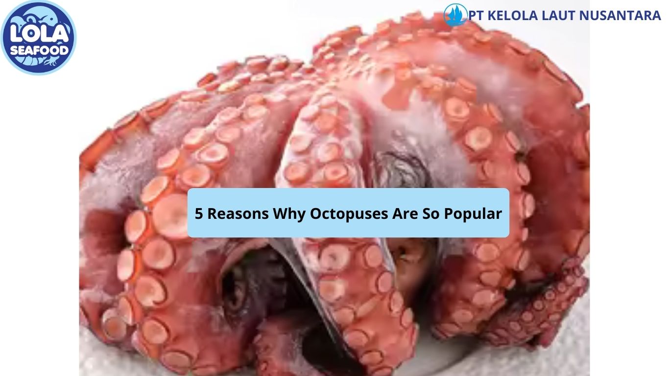 5 Reasons Why Octopuses Are So Popular